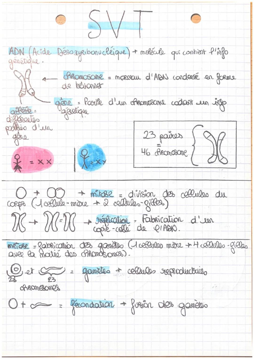 SVT
ADN (Acide DésozyRibonucléique) + molécule qui contient l'info
génétique.
Romosome
de balonner
= morceau d'ADN condensé en
forme
aflore
