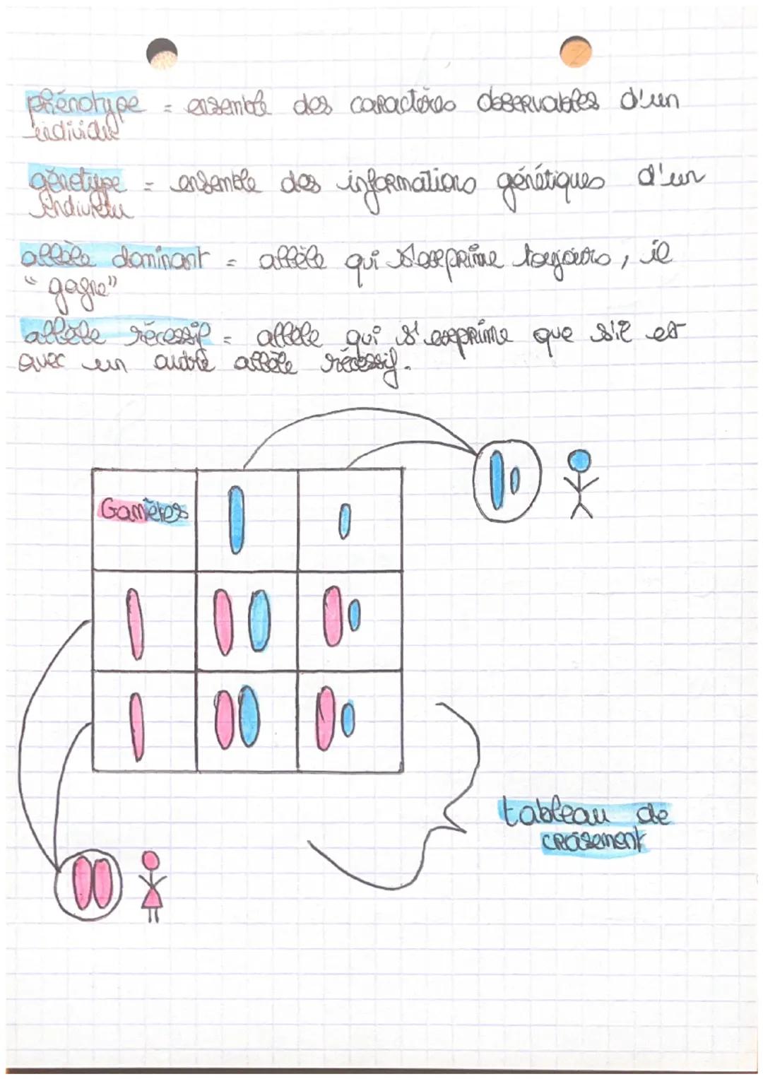SVT
ADN (Acide DésozyRibonucléique) + molécule qui contient l'info
génétique.
Romosome
de balonner
= morceau d'ADN condensé en
forme
aflore
