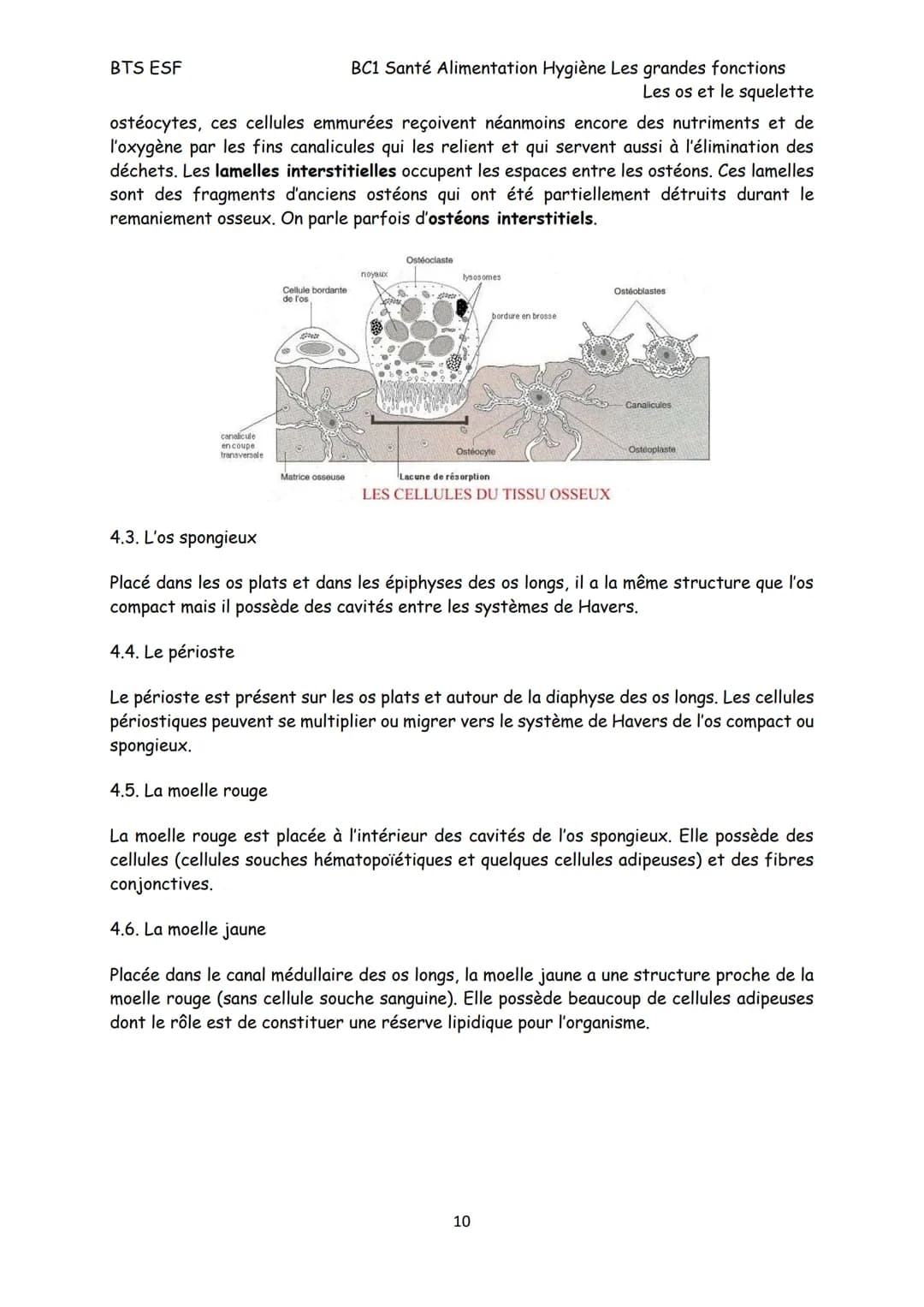 BTS ESF
Les os et le squelette
Structure, croissance et remaniement des os
Le squelette est constitué de 206 os reliés, pour la plupart, par