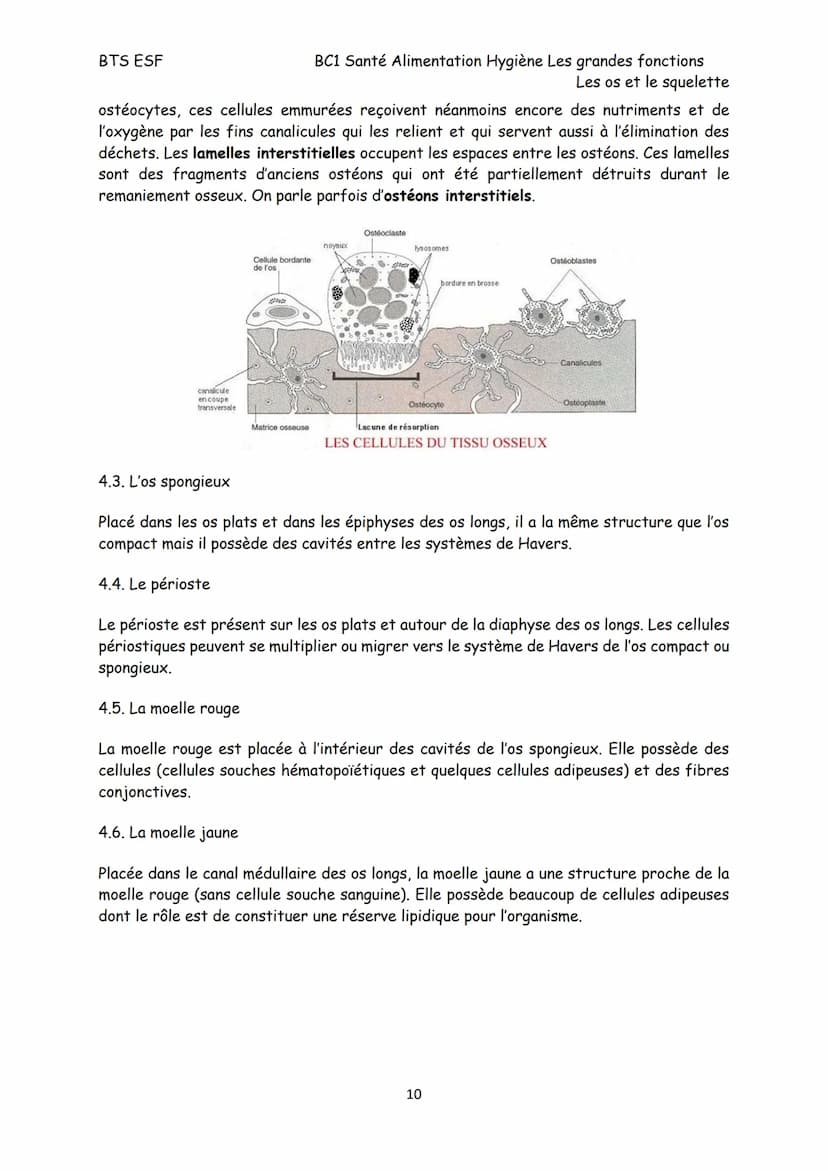 BTS ESF
Les os et le squelette
Structure, croissance et remaniement des os
Le squelette est constitué de 206 os reliés, pour la plupart, par