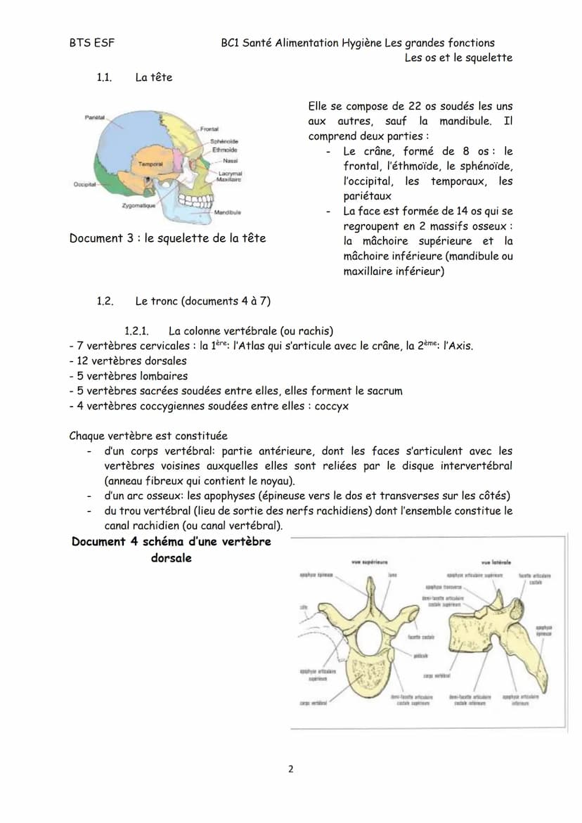 BTS ESF
Les os et le squelette
Structure, croissance et remaniement des os
Le squelette est constitué de 206 os reliés, pour la plupart, par