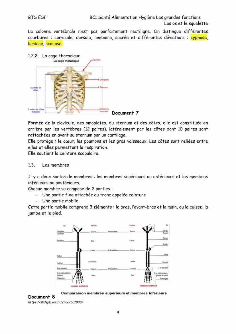 BTS ESF
Les os et le squelette
Structure, croissance et remaniement des os
Le squelette est constitué de 206 os reliés, pour la plupart, par