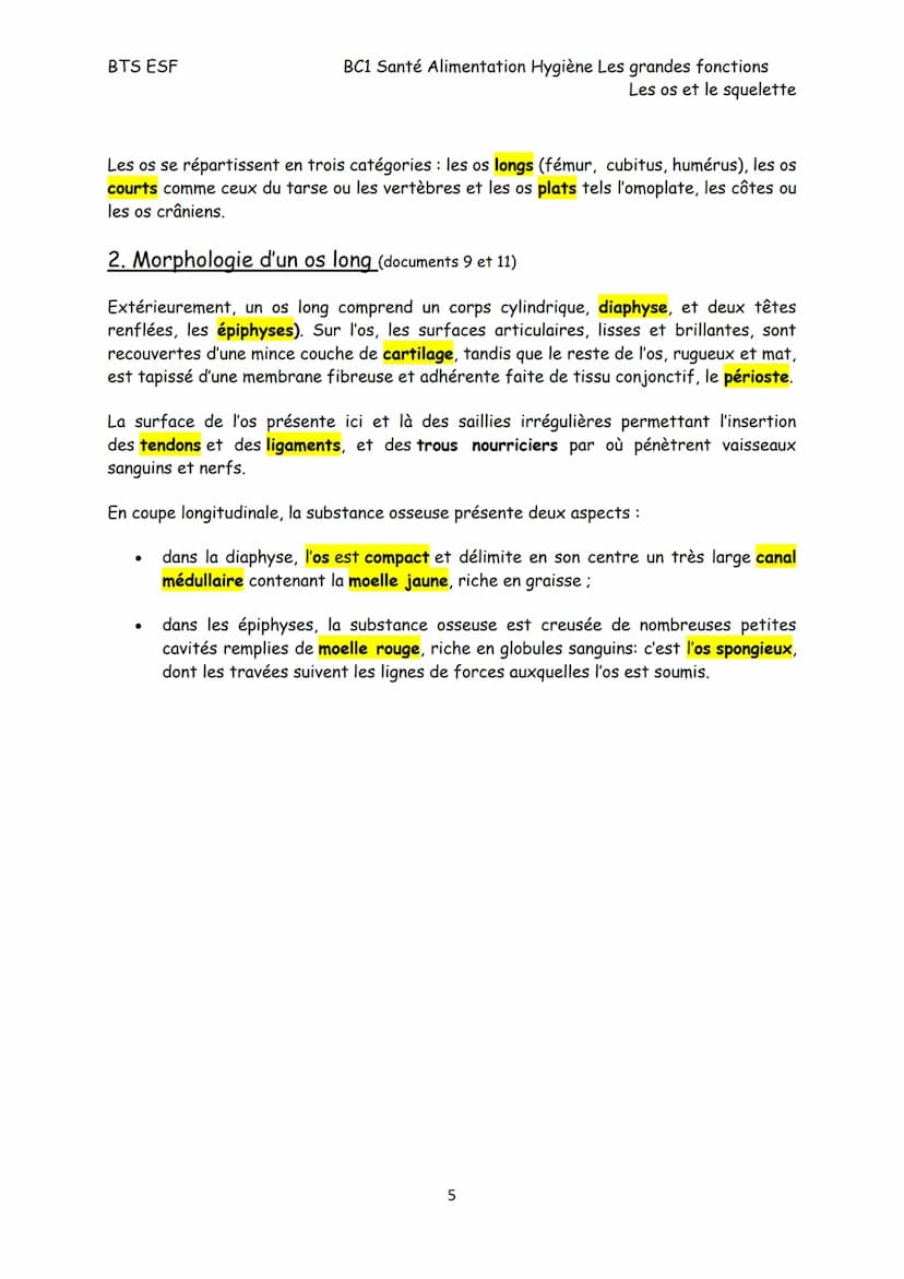 BTS ESF
Les os et le squelette
Structure, croissance et remaniement des os
Le squelette est constitué de 206 os reliés, pour la plupart, par