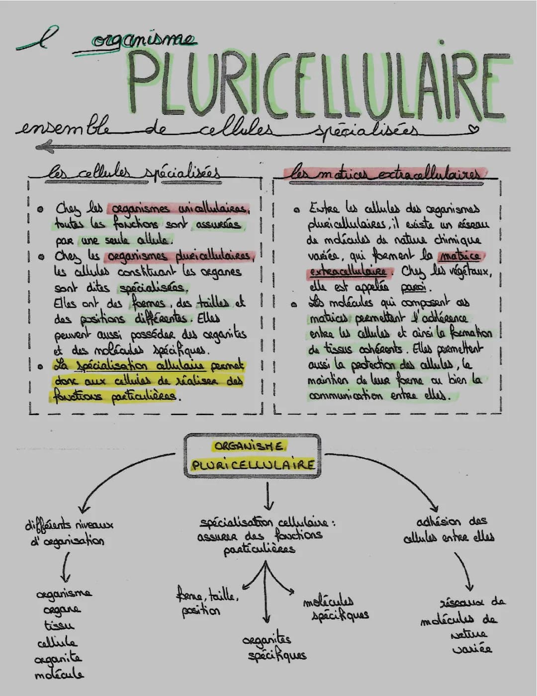 L’organisme pluricellulaire et l’ensemble de cellules spécialisées 