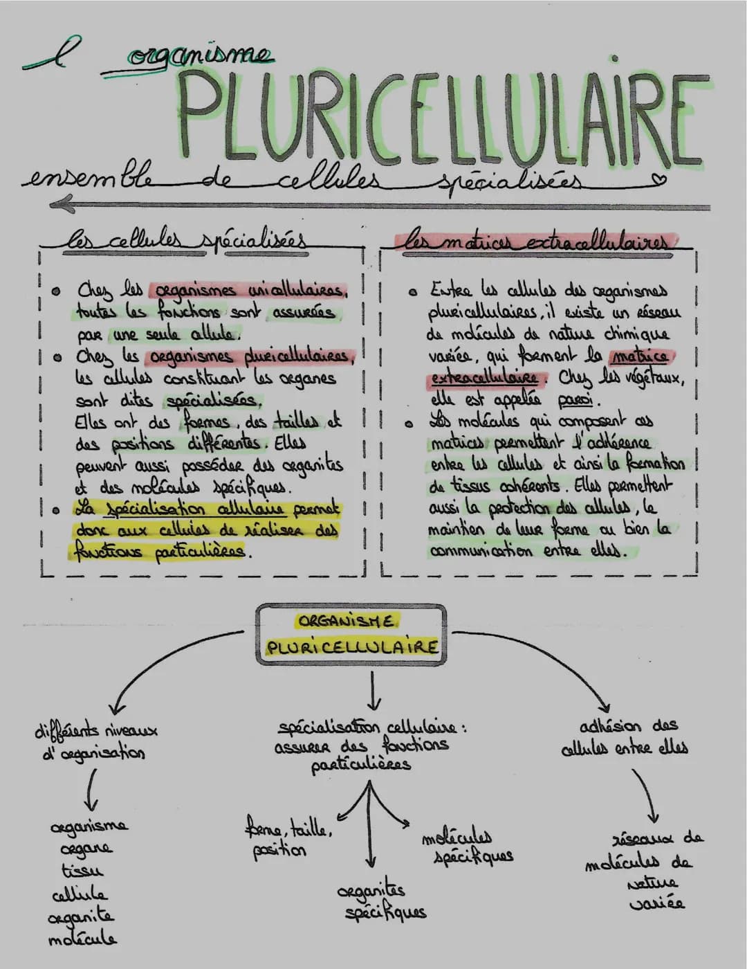 e
ensemble
différents niveaux
ol' organisation
↓
les cellules spécialisées
• Chez les organismes unicellulairas,
toutes les fonctions sont a