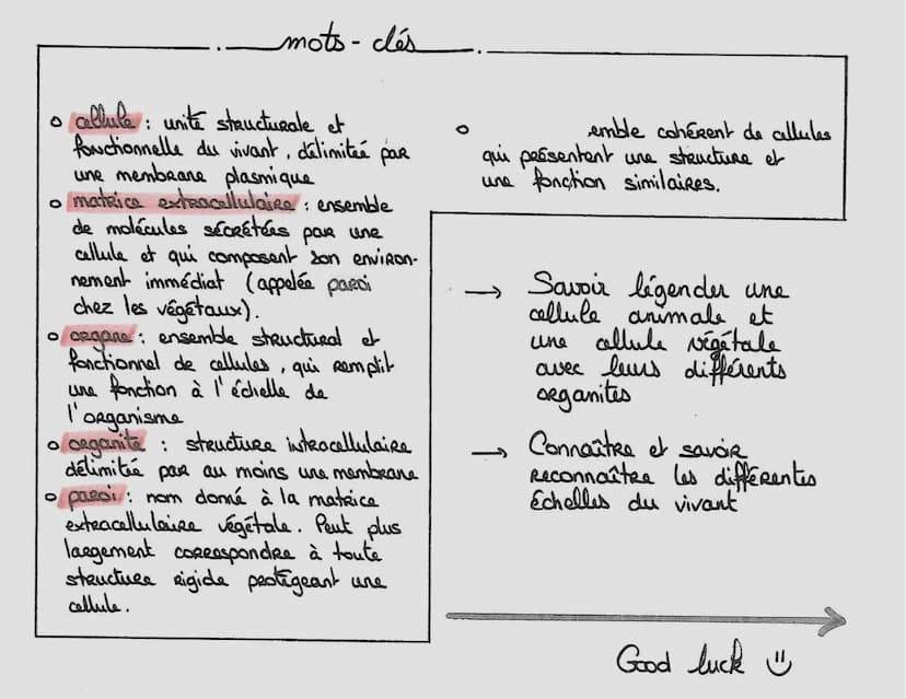 e
ensemble
différents niveaux
ol' organisation
↓
les cellules spécialisées
• Chez les organismes unicellulairas,
toutes les fonctions sont a