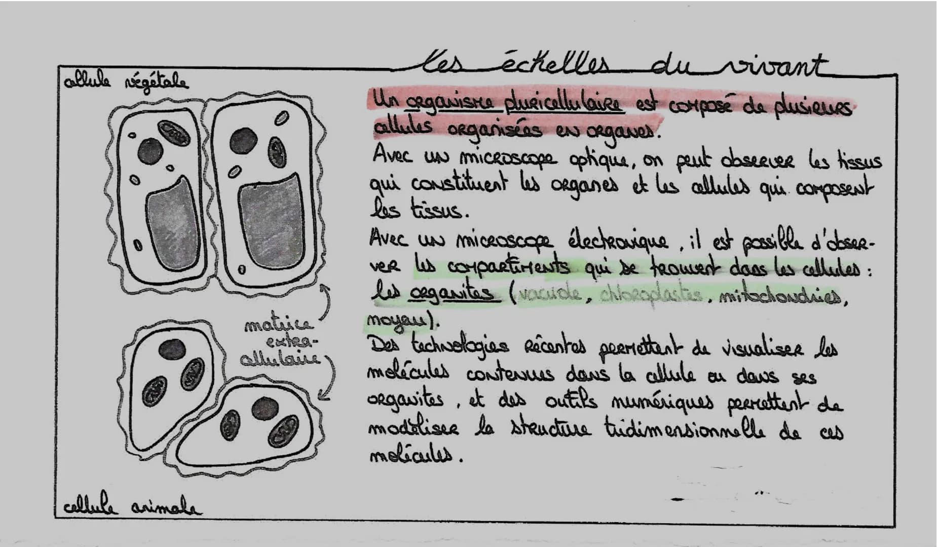 e
ensemble
différents niveaux
ol' organisation
↓
les cellules spécialisées
• Chez les organismes unicellulairas,
toutes les fonctions sont a