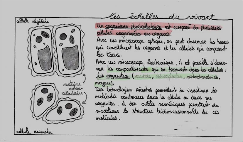 e
ensemble
différents niveaux
ol' organisation
↓
les cellules spécialisées
• Chez les organismes unicellulairas,
toutes les fonctions sont a