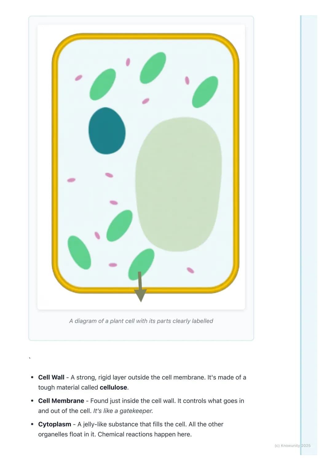 # Plant Cells

## Introduction to plant cells

Plant cells are the basic building blocks of all plants, from tiny moss to giant
trees. They 