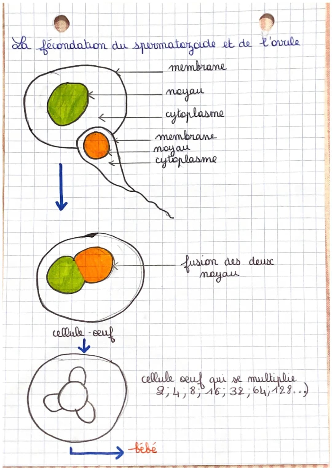 Le vivant et son evolution
1). Diversite et stabilité génétique des individus
。 Les caractères attribut
un carateres attribut est un caractè