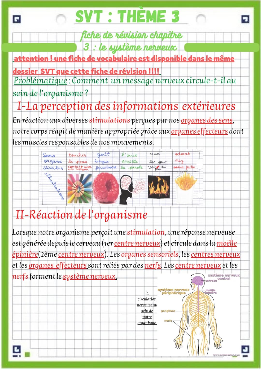 SVT: THÈME 3
fiche de révision chapitre
3: le système nerveux
attention! une fiche de vocabulaire est disponible dans le même
dossier SVT qu