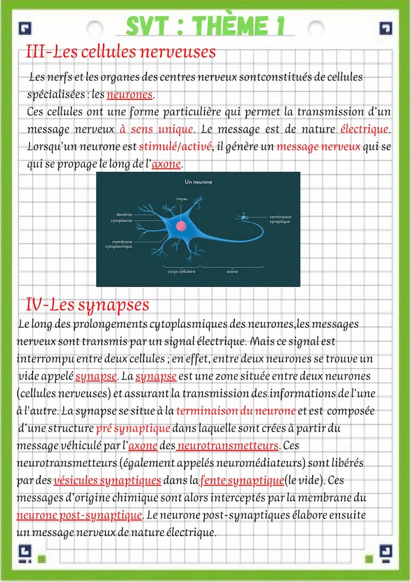 SVT: THÈME 3
fiche de révision chapitre
3: le système nerveux
attention! une fiche de vocabulaire est disponible dans le même
dossier SVT qu