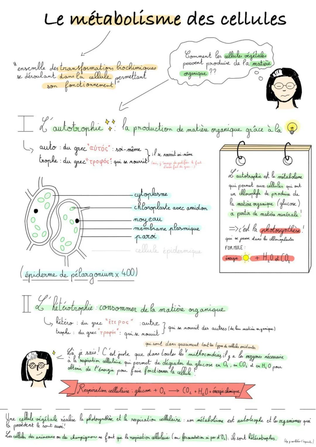 Le métabolisme des cellules
Comment les cellules végétales
peuvent produire de la matière,
??
organique
"ensemble des transformations biochi