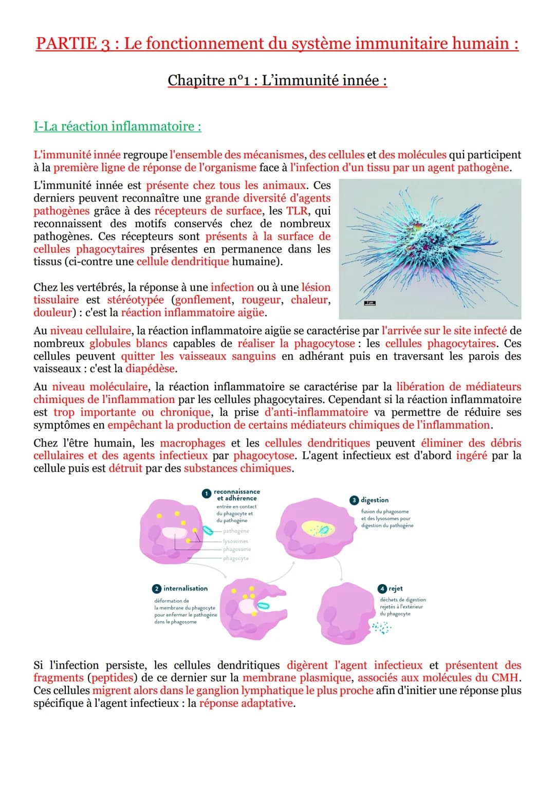 PARTIE 3 Le fonctionnement du système immunitaire humain :
Chapitre n°1 : L’immunité innée :
I-La réaction inflammatoire :
L'immunité innée 