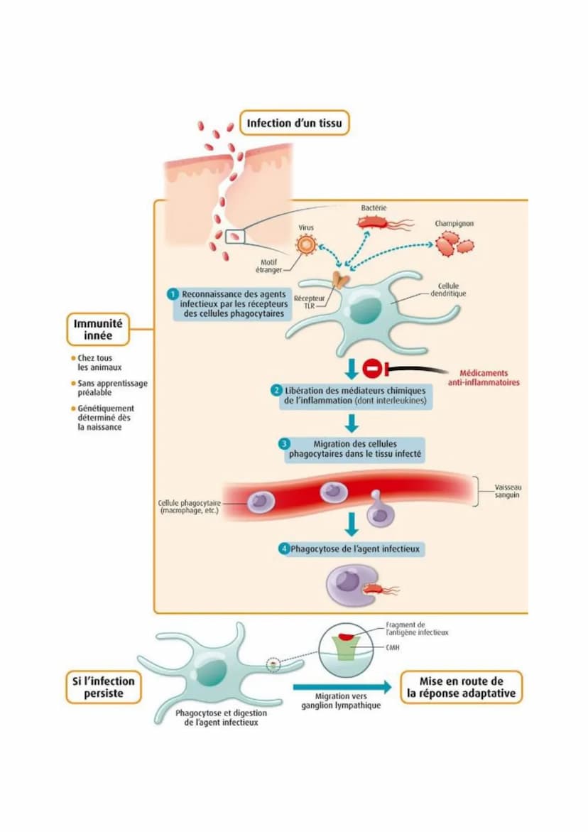 PARTIE 3 Le fonctionnement du système immunitaire humain :
Chapitre n°1 : L’immunité innée :
I-La réaction inflammatoire :
L'immunité innée 