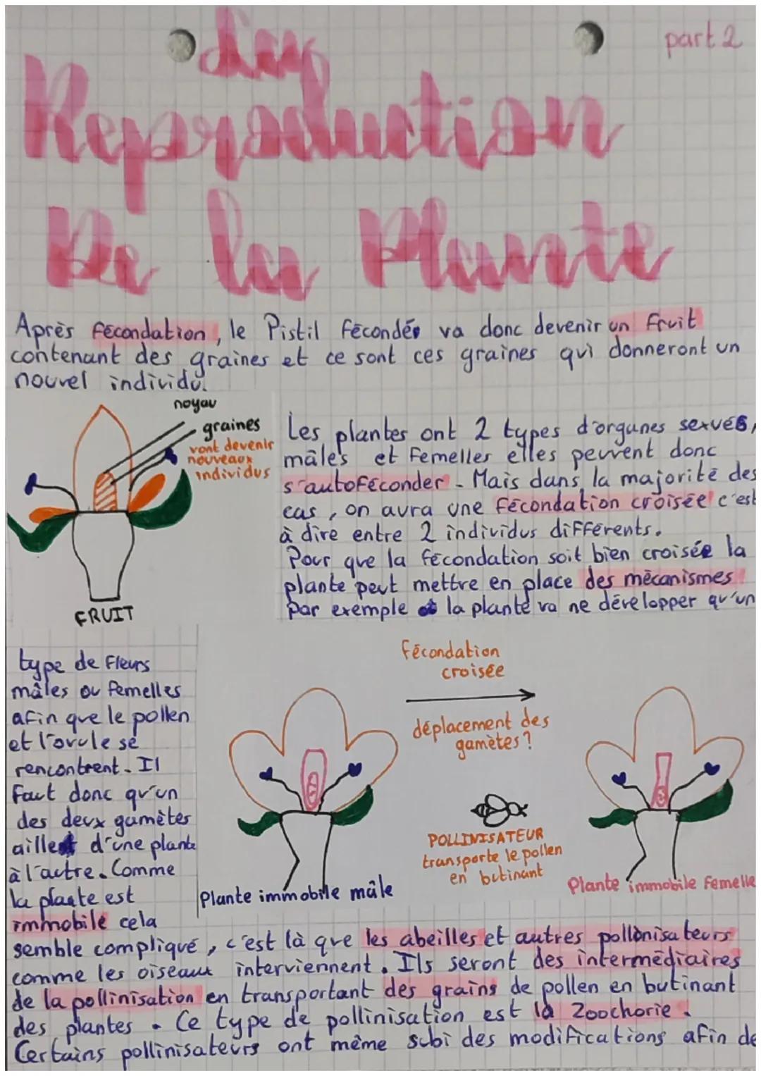 part d
Reproduction
la Pluiti
La plante peut se reproduire de 2 manières par reproduction
asexvée et reproduction sexvée.
Reproduction asexv
