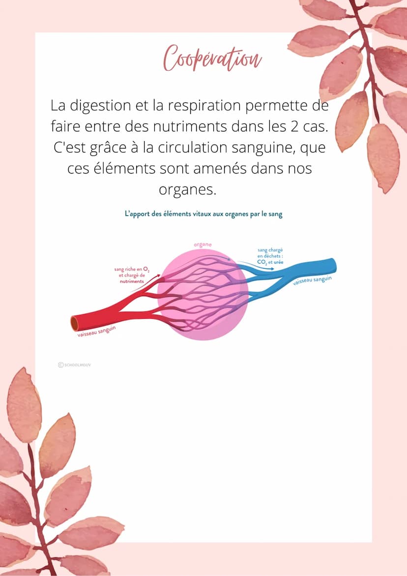 Les besoins vitaux
de nos organes
la digestion
Les aliments que nous mangeons passent par le
tube digestifs où ils subissent des.
transforma