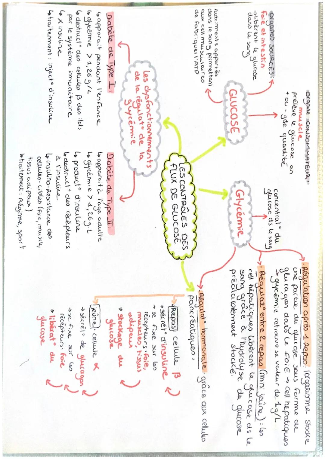 - organes SOURCES:F
foie et intestin
libèrent le glucose
dans le sang

nutriments apportes
dans le sang permettant
cux cell musculaires
de f