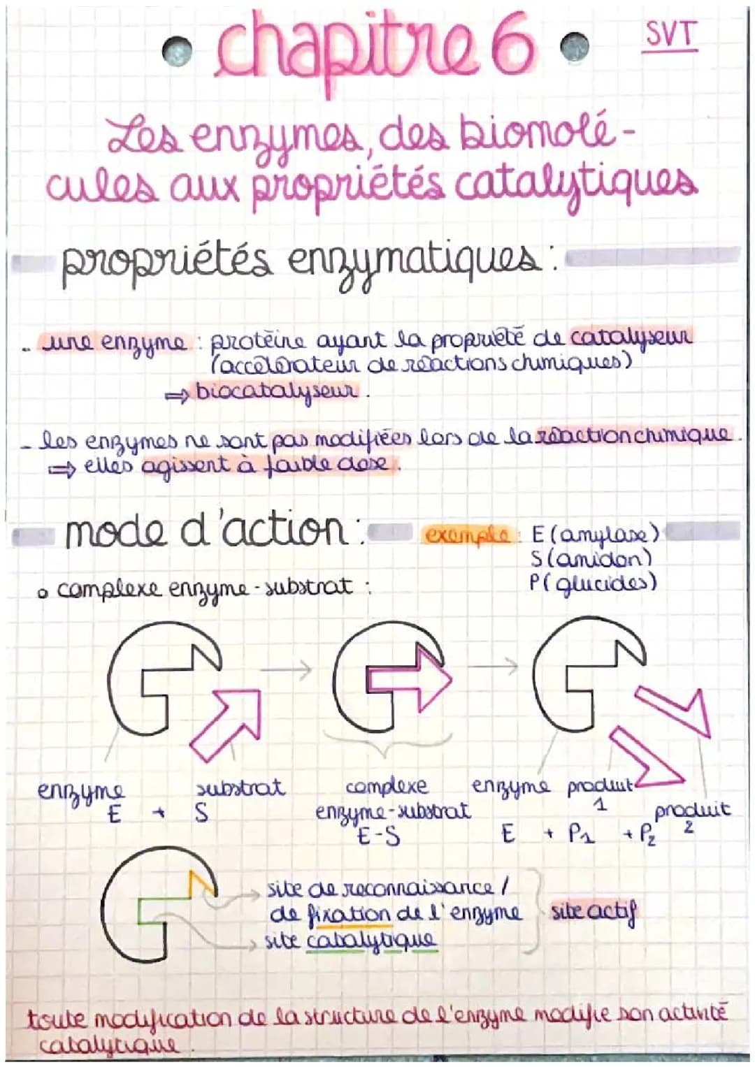 les enzymes, des biomolécules aux propriétés catalytiques 