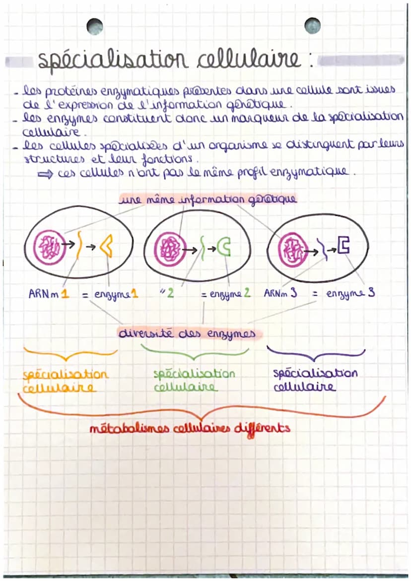 chapitre 6.
Les enzymes, des biomolé-
cules aux propriétés catalytiques
propriétés enzymatiques
une enzyme proteine ayant la propriété de ca