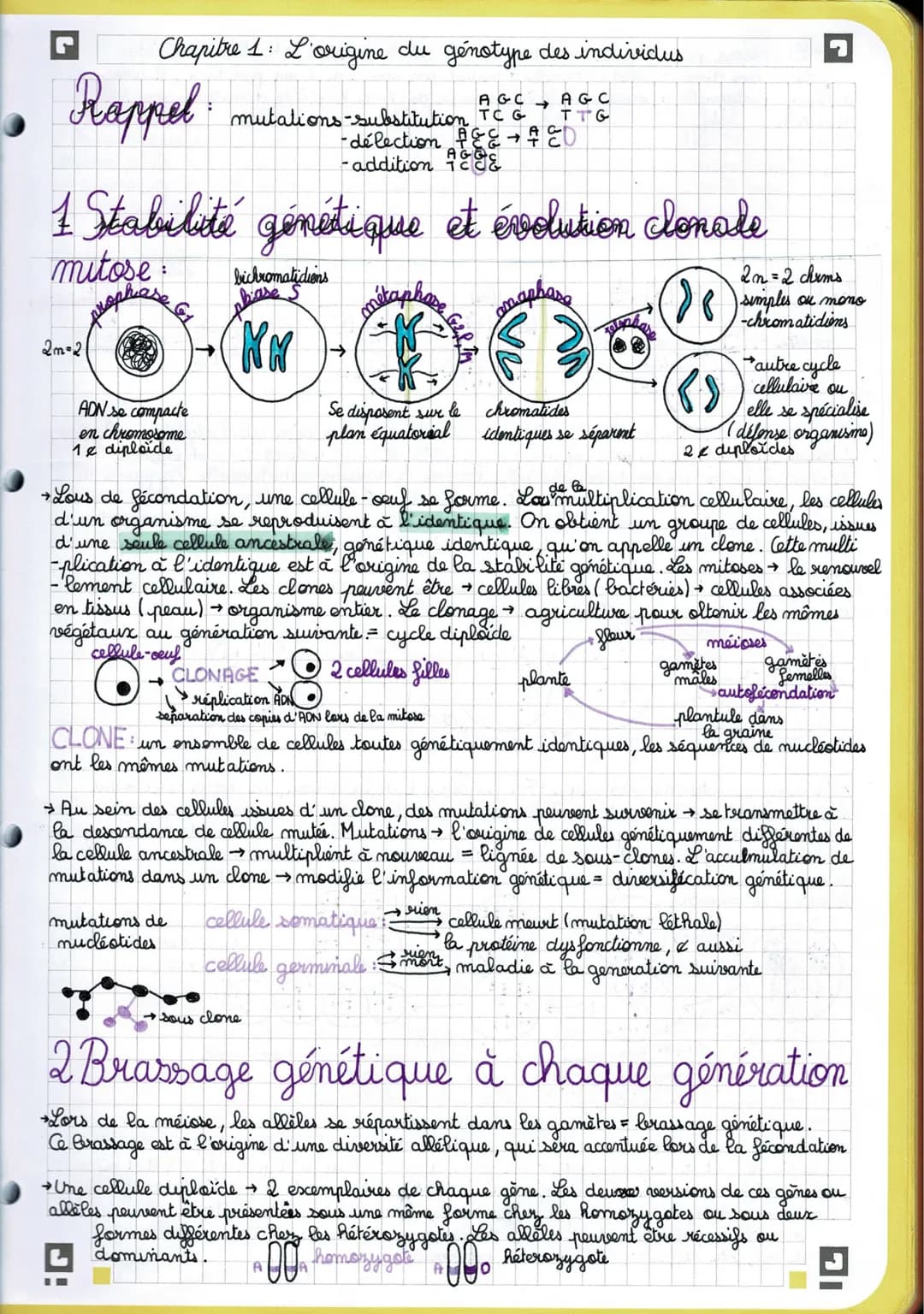 J
Chapitre 1: L'origine du génotype des individus
• Rappel.
AGC →
AGC
TTG
mutations-substitution TCG
-délection & D
-addition
1 Stabilité gé