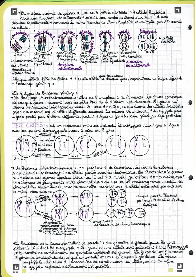 J
Chapitre 1: L'origine du génotype des individus
• Rappel.
AGC →
AGC
TTG
mutations-substitution TCG
-délection & D
-addition
1 Stabilité gé