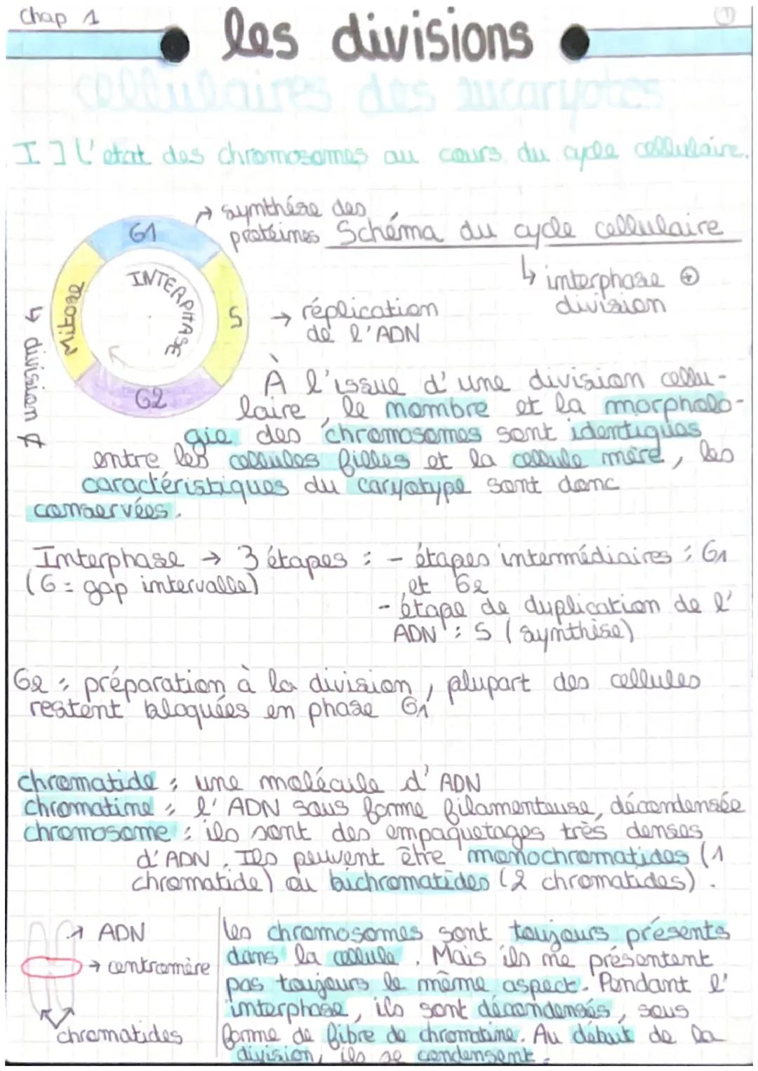 Chap 1
• les divisions •
cellulaires des sucaryotes
エコl'etat des chromosomes au cours du cycle cellulaire.

61
↳ division &
Mitore
INTERDITA
