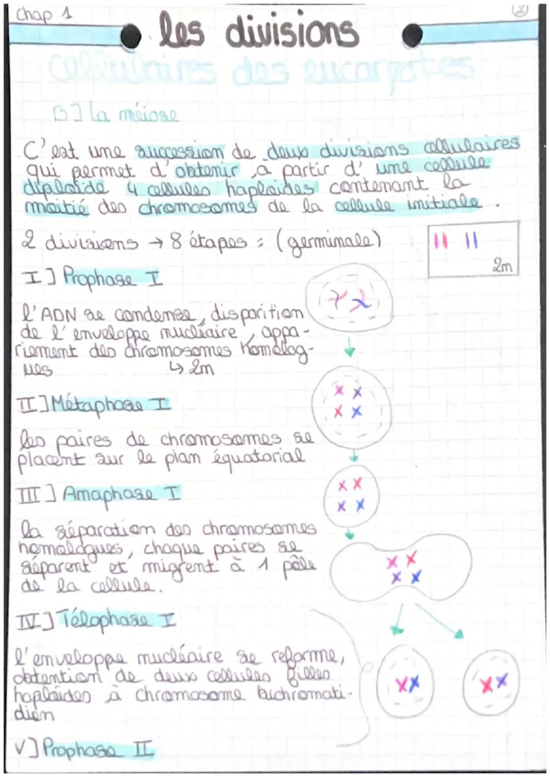 Chap 1
• les divisions •
cellulaires des sucaryotes
エコl'etat des chromosomes au cours du cycle cellulaire.

61
↳ division &
Mitore
INTERDITA