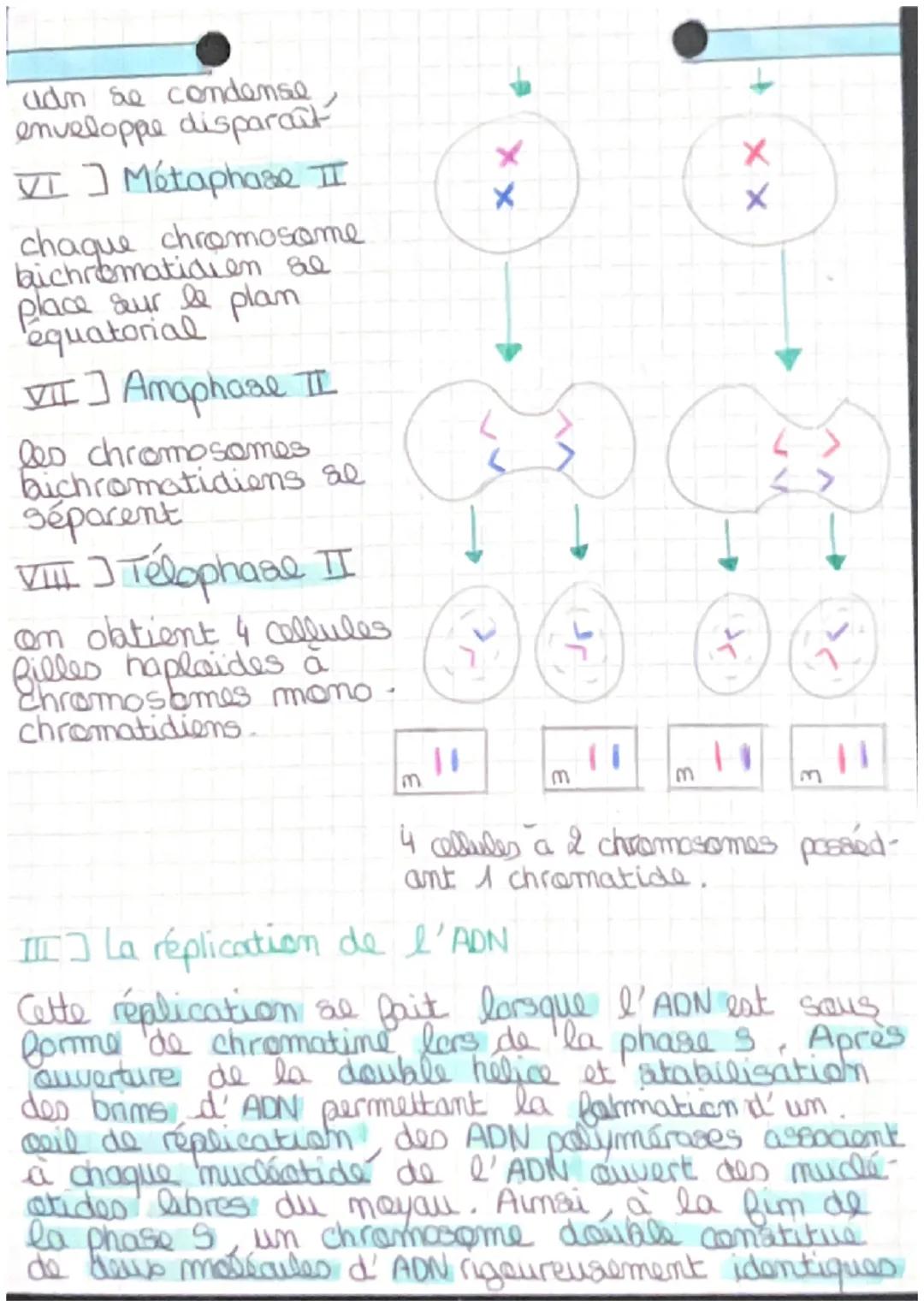 Chap 1
• les divisions •
cellulaires des sucaryotes
エコl'etat des chromosomes au cours du cycle cellulaire.

61
↳ division &
Mitore
INTERDITA