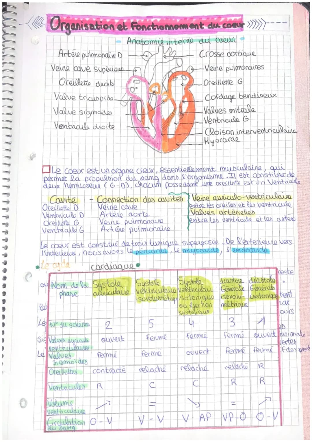 Découvre le Cœur: Schémas, Anatomie et Physiologie du Cœur PDF