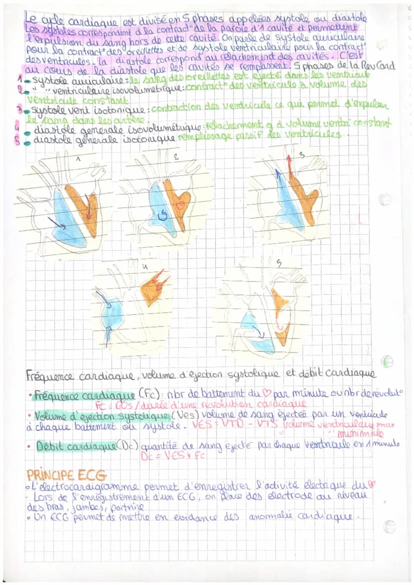 << Organisation et fonctionnement du coeur
Anatomie interne du coeur
Artere pulmonaire D
Veine cave superibus
Oreillette droite
Valve tricus