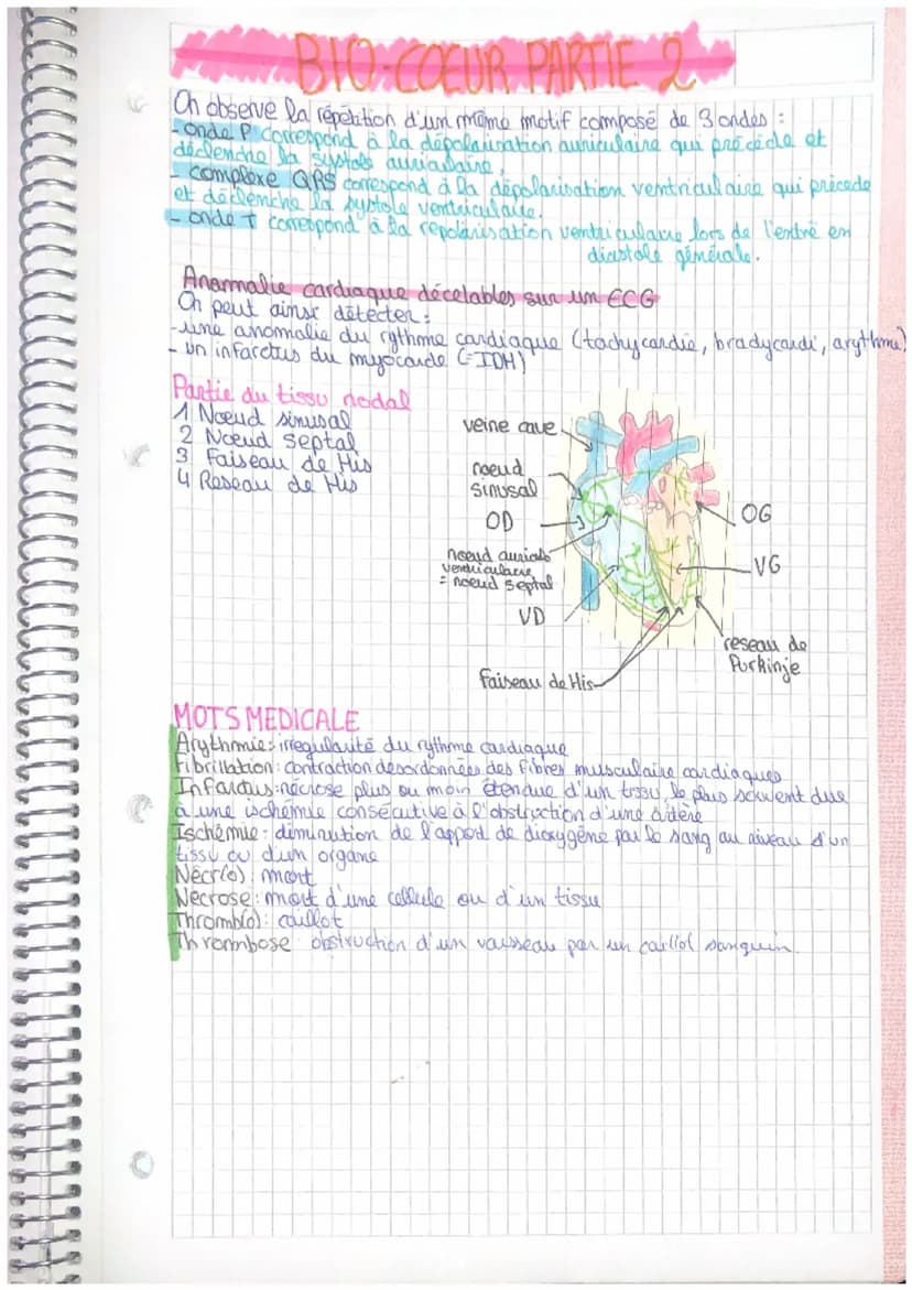 << Organisation et fonctionnement du coeur
Anatomie interne du coeur
Artere pulmonaire D
Veine cave superibus
Oreillette droite
Valve tricus
