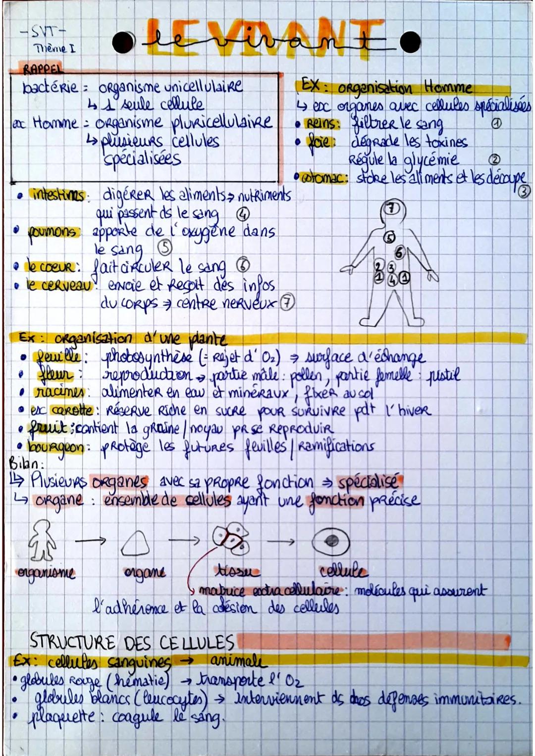 -SVT-
Thème I

RAPPEL
Olevivant.
bactérie organisme unicellulaire
41 seule cellule
ax Homme organisme pluricellulaire
plusieurs cellules
Spé