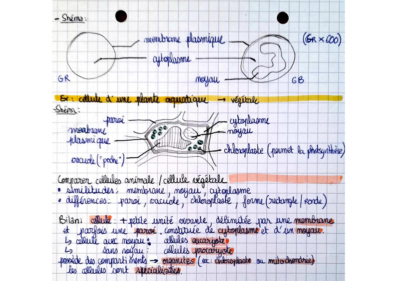 -SVT-
Thème I

RAPPEL
Olevivant.
bactérie organisme unicellulaire
41 seule cellule
ax Homme organisme pluricellulaire
plusieurs cellules
Spé