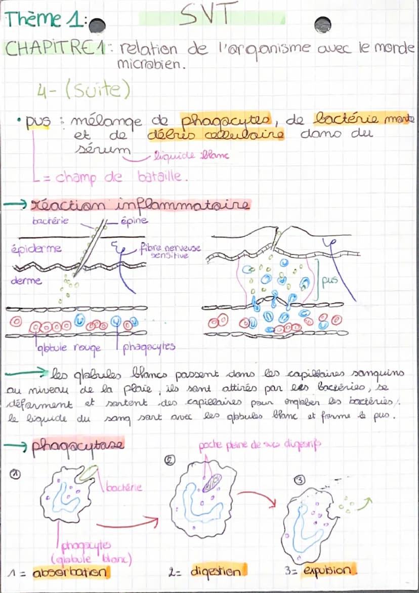 CHAPITRE 1: relation de l'organisme avec le monde
microbien.
1- La diversité du monde microbien
• bactérie : être vivant, unicellulaire
•vir