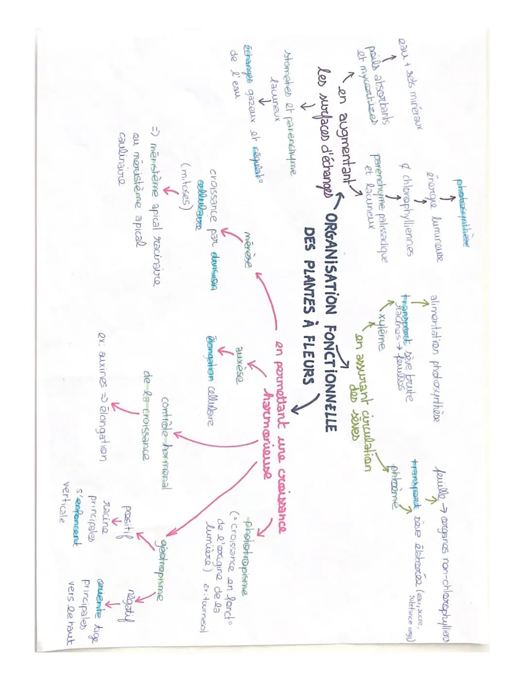 eau + sels minéraux
↑
poils absorbants
et mycorhizes
photosynthèse
↑
énergie lumineuse
↑
chlorophylliennes
Ĵ
parenchyme palissadique
et lacu