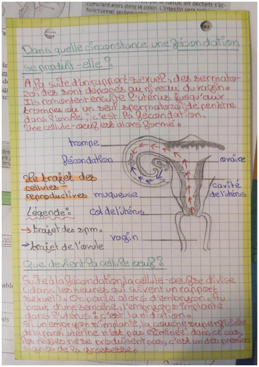 La reproduction humaine - Partie 2 : Compréhension simple