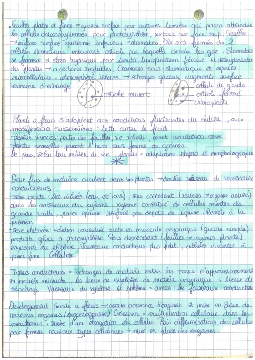 Chapitre 1
Theme 2A
sve
E
ORGANISATION DES PLANTES A FLEUR
ET SURFACE D'ECHANGES
Plante a fleur constituée d'appareil wegetatif avec differe