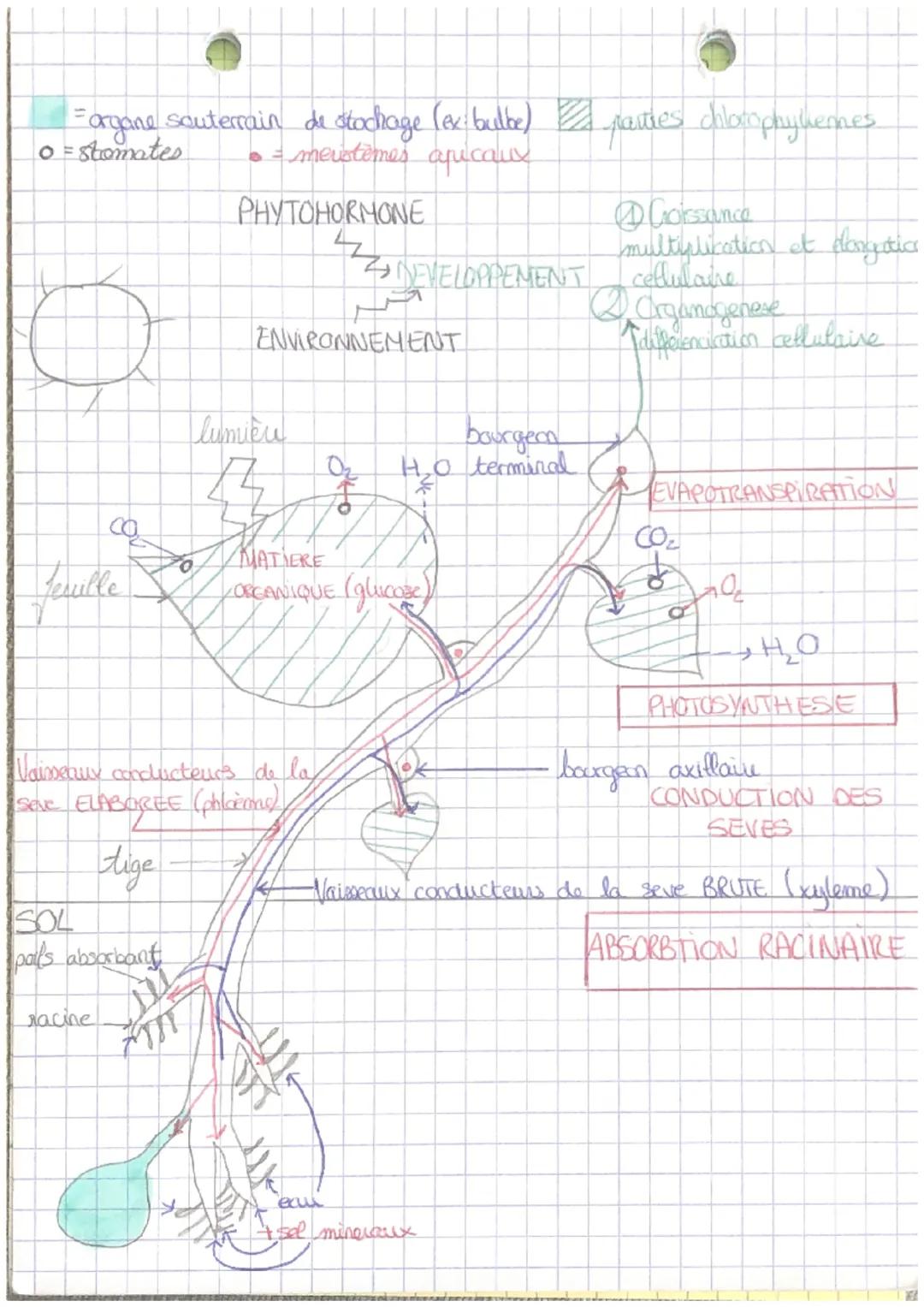 Chapitre 1
Theme 2A
sve
E
ORGANISATION DES PLANTES A FLEUR
ET SURFACE D'ECHANGES
Plante a fleur constituée d'appareil wegetatif avec differe
