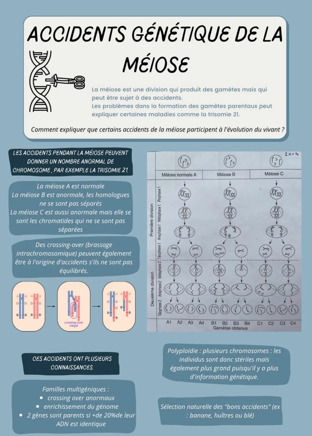 MD
CONSERVATION DES
GÉNOMES, CLONES
Mitose reproduction des cellules, = reproduction asexuée des
plantes
Les clones cellulaires viennent d'u