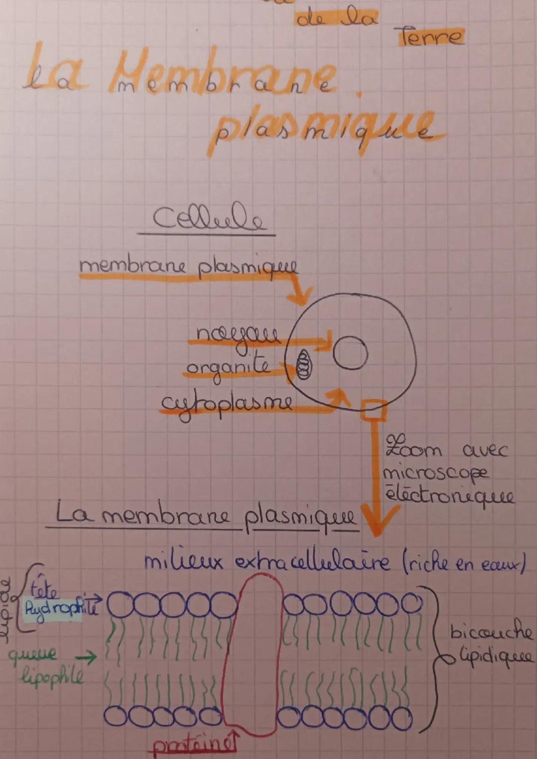 la Hembrane
plasmique
Cellule
membrane plasmique
tête
Rydrophite ∞
de la
nayau
organite (
cytoplasme
La membrane plasmique
queue →
"lipophil