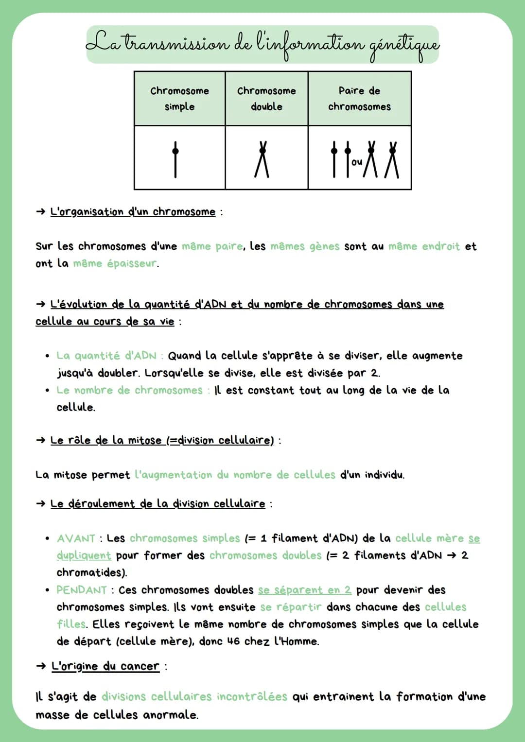 La transmission de l'information génétique
Chromosome
simple
Paire de
chromosomes
††₁-XX
→ L'organisation d'un chromosome :
Chromosome
doubl