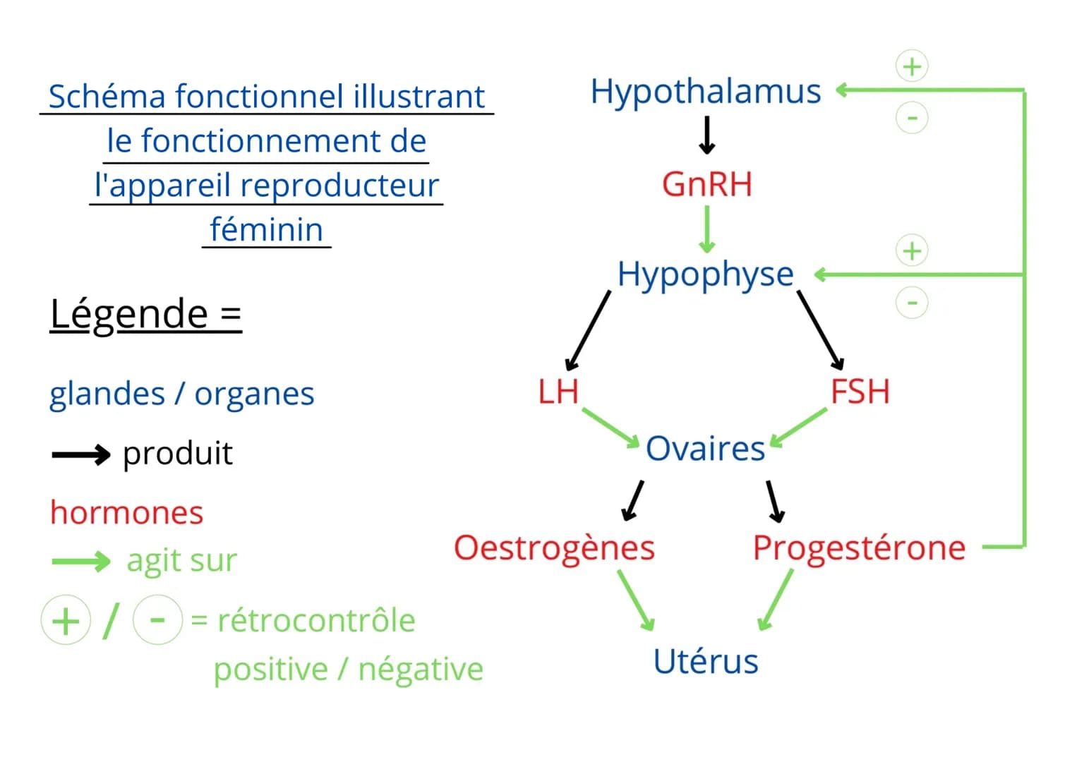 Schéma fonctionnel illustrant
le fonctionnement de
l'appareil reproducteur
féminin
Légende =
glandes / organes
produit
hormones
→ agit sur
+