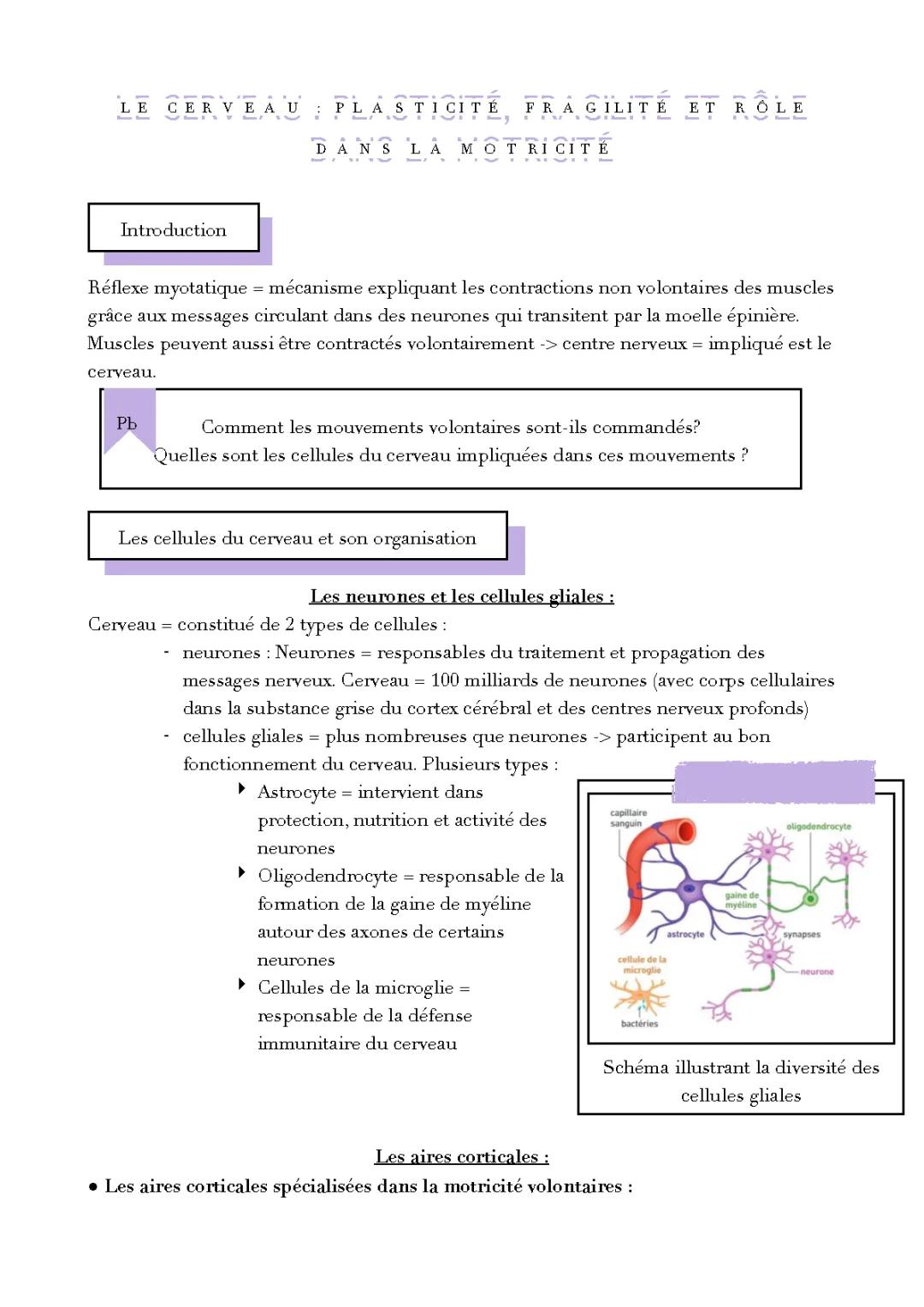 La carte motrice du cerveau, la plasticité cérébrale et les mouvements volontaires