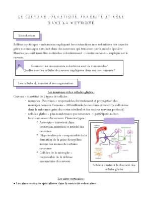 Know Le cerveau, plasticité, fragilité et rôle dans la motricité  thumbnail