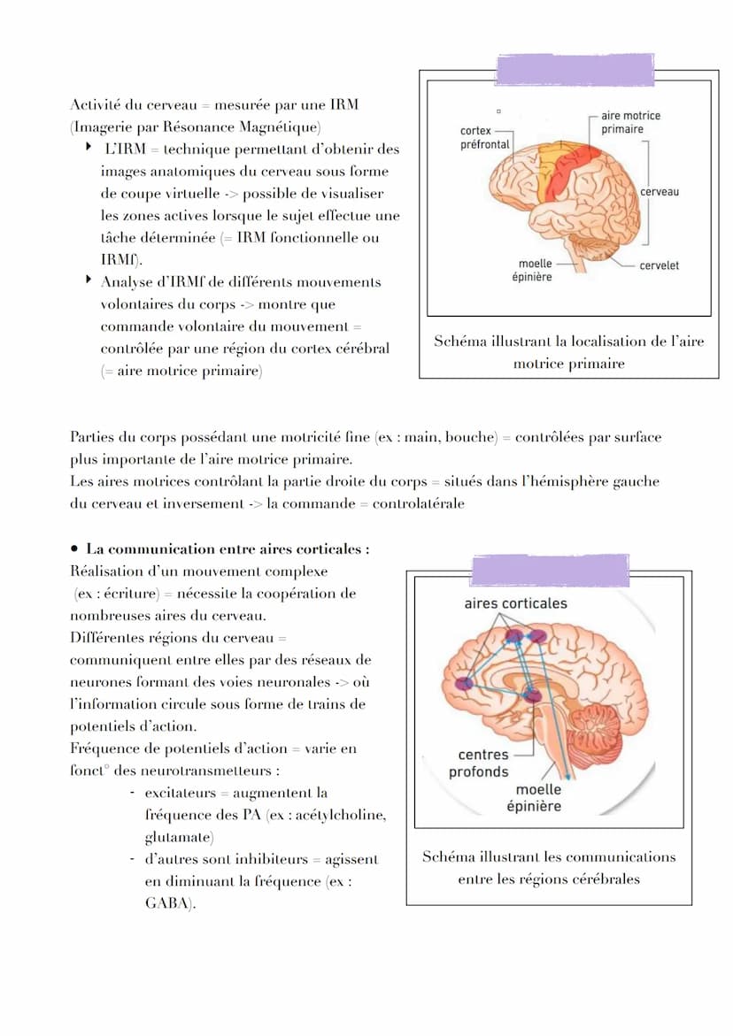 LE CERVEAU
Introduction
Réflexe myotatique = mécanisme expliquant les contractions non volontaires des muscles
grâce aux messages circulant 