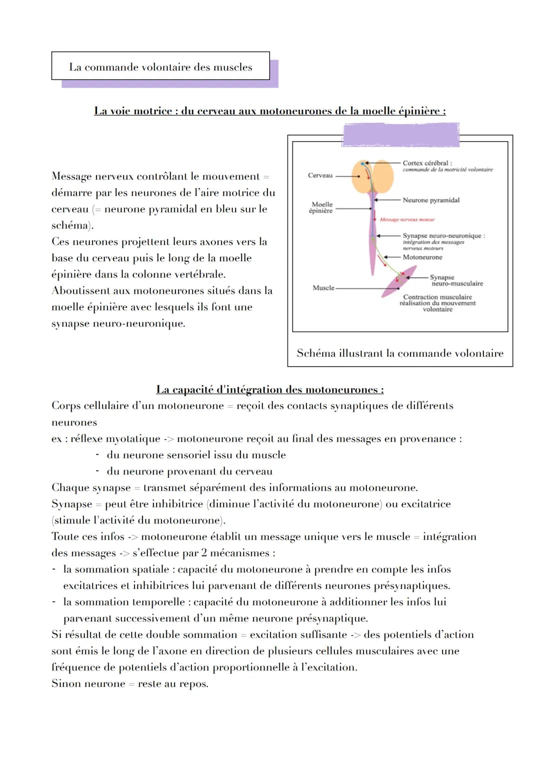 LE CERVEAU
Introduction
Réflexe myotatique = mécanisme expliquant les contractions non volontaires des muscles
grâce aux messages circulant 