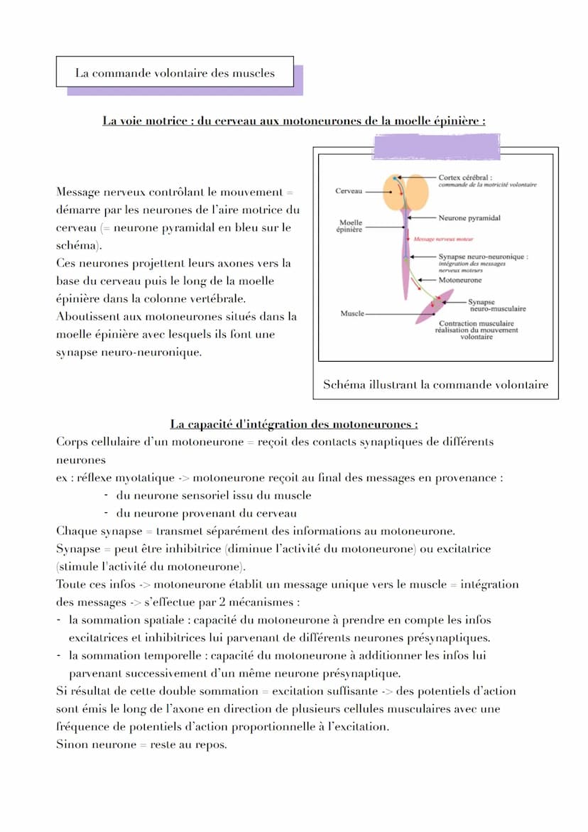 LE CERVEAU
Introduction
Réflexe myotatique = mécanisme expliquant les contractions non volontaires des muscles
grâce aux messages circulant 
