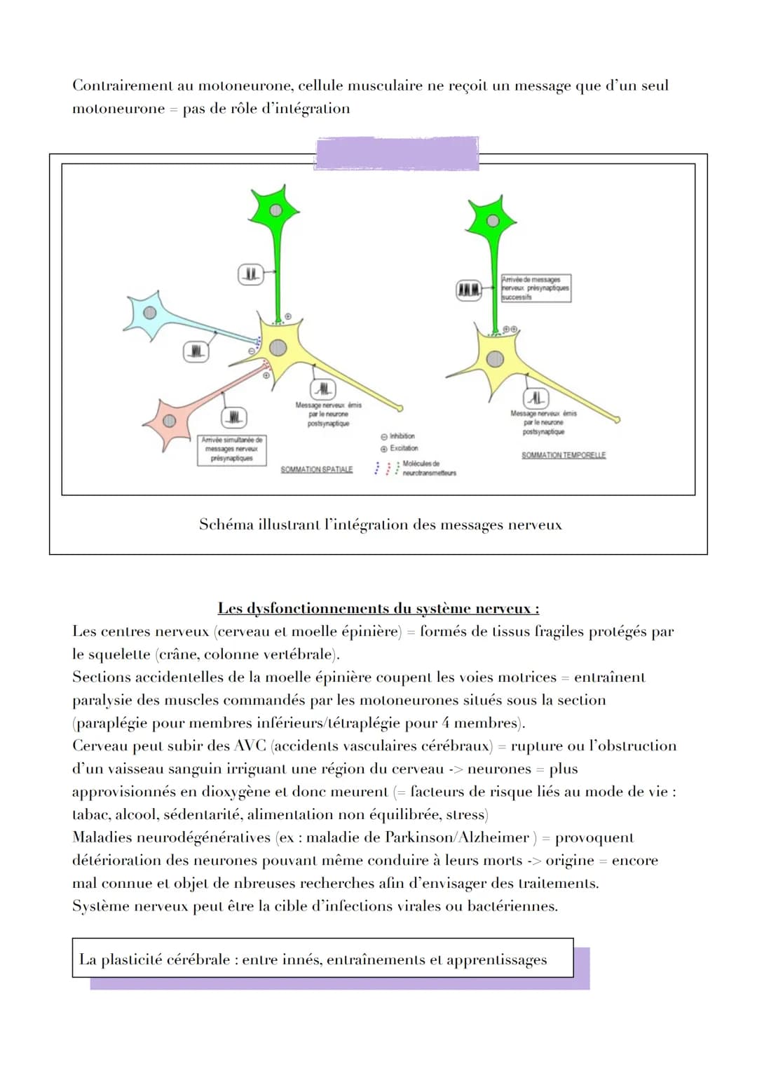 LE CERVEAU
Introduction
Réflexe myotatique = mécanisme expliquant les contractions non volontaires des muscles
grâce aux messages circulant 