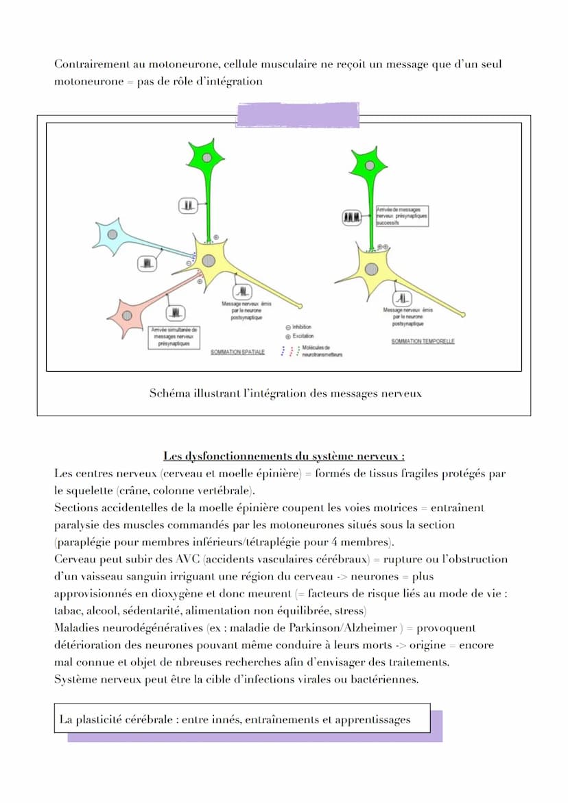 LE CERVEAU
Introduction
Réflexe myotatique = mécanisme expliquant les contractions non volontaires des muscles
grâce aux messages circulant 